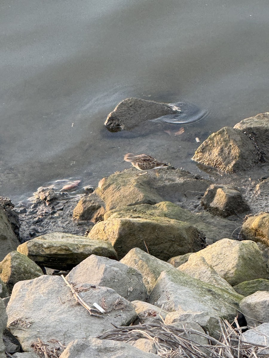 Alaska Kumkuşu - ML652186609