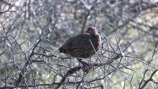 Swainson's Spurfowl - ML652186698