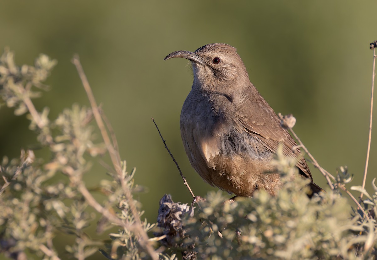 Калифорнийский пересмешник - ML652186812