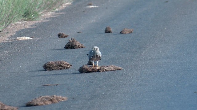 Хээрийн хулд - ML652186826