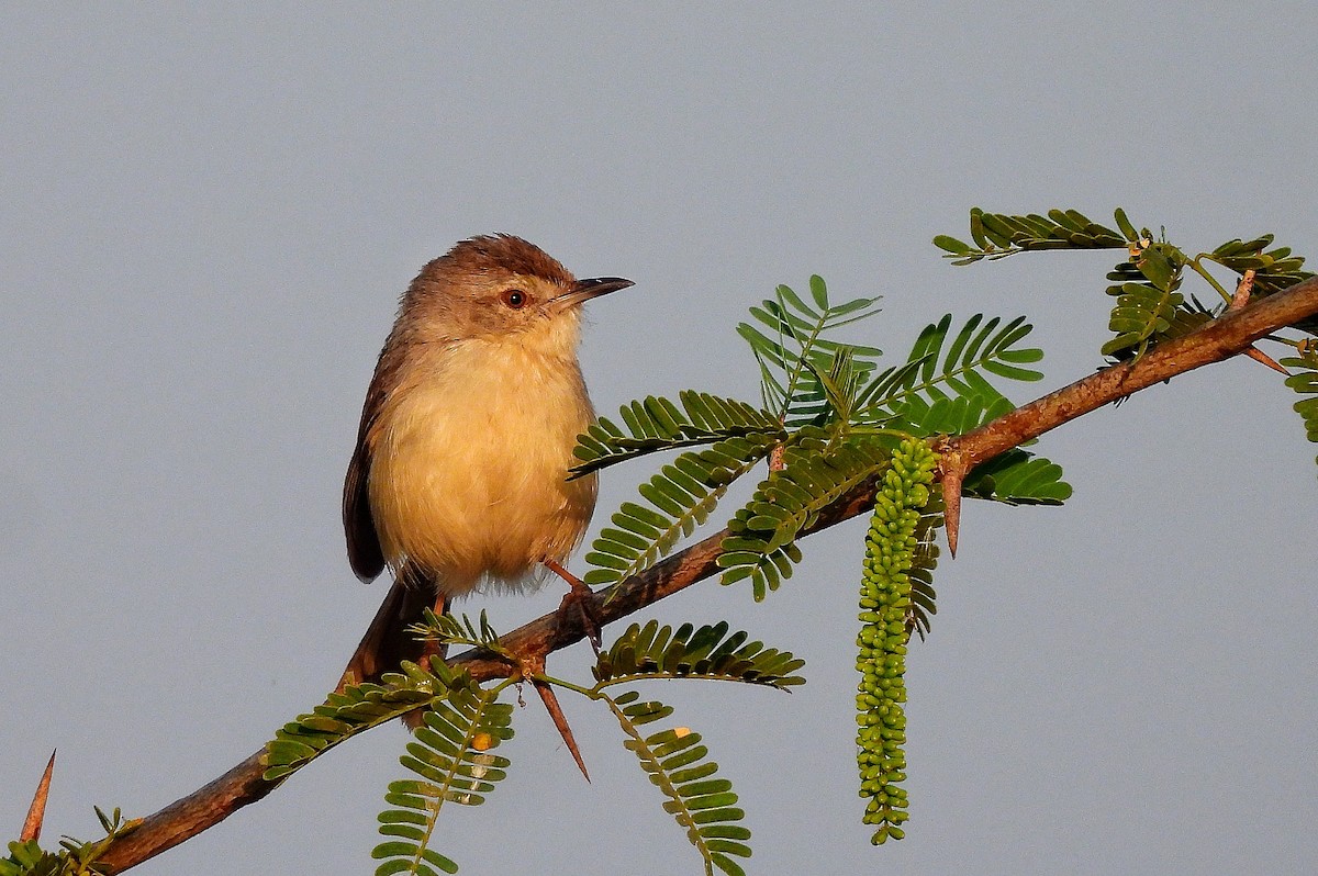 Plain Prinia - ML652186837