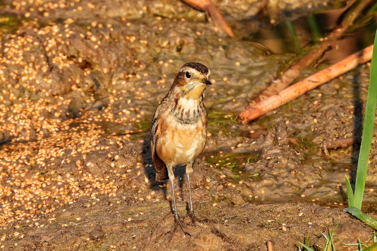 Сондорт гургалдай - ML652186847