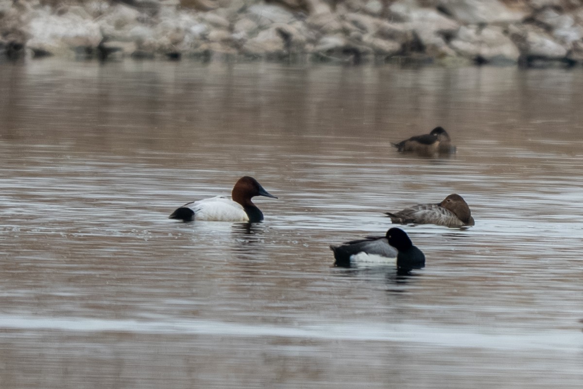 Canvasback - ML652186848