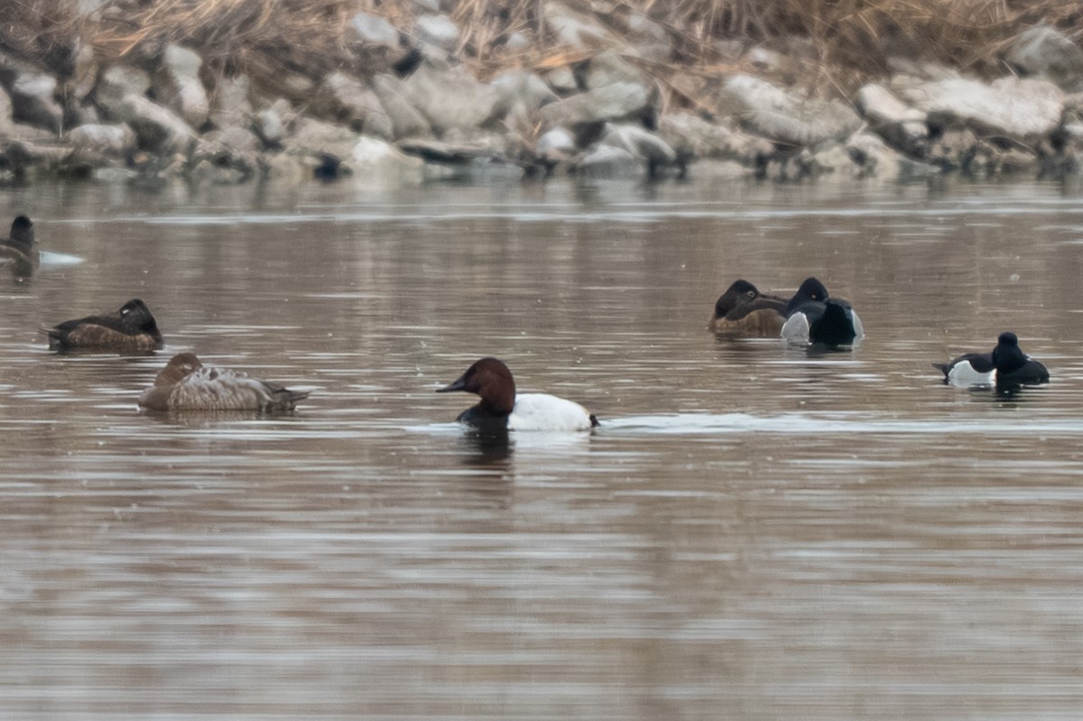 Canvasback - ML652186859
