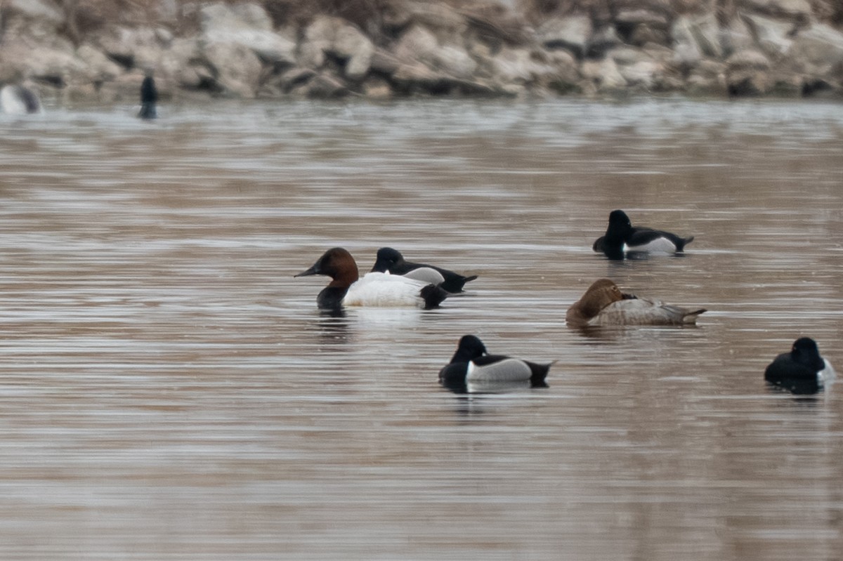 Canvasback - ML652186861