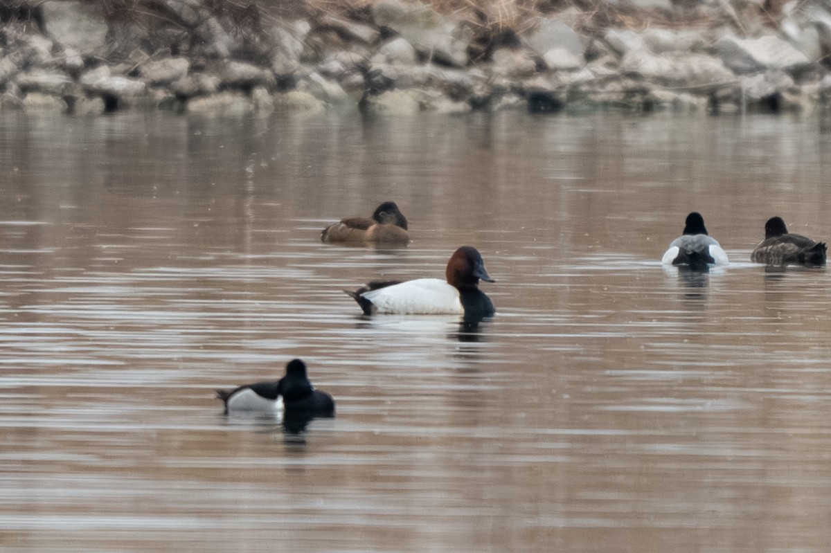 Canvasback - ML652186863