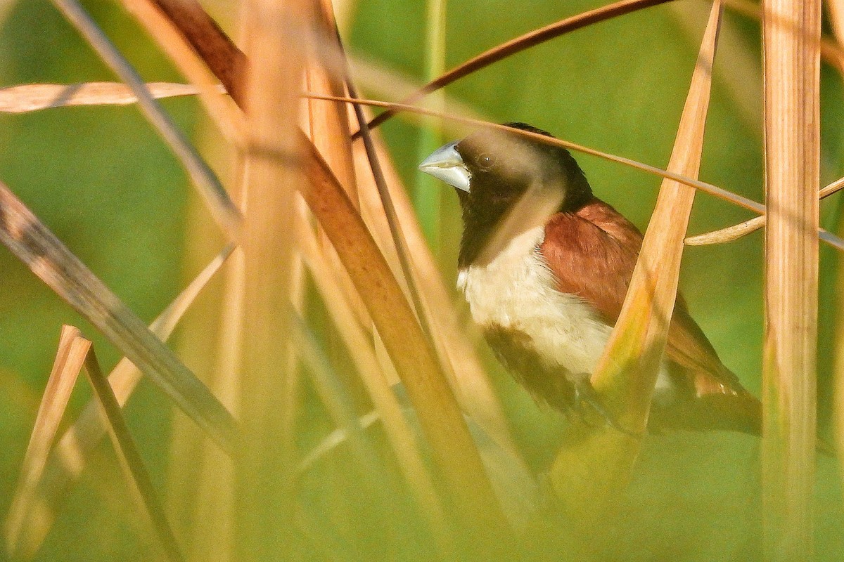 Tricolored Munia - ML652186882