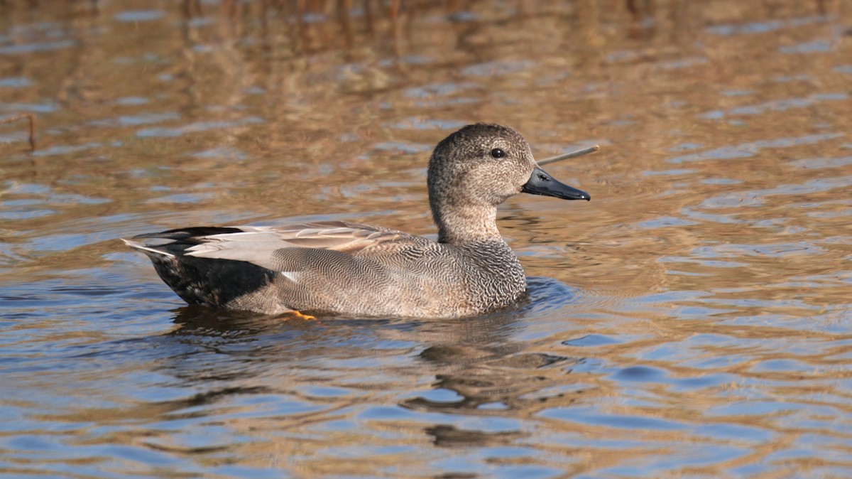 Нерозень - ML652186954