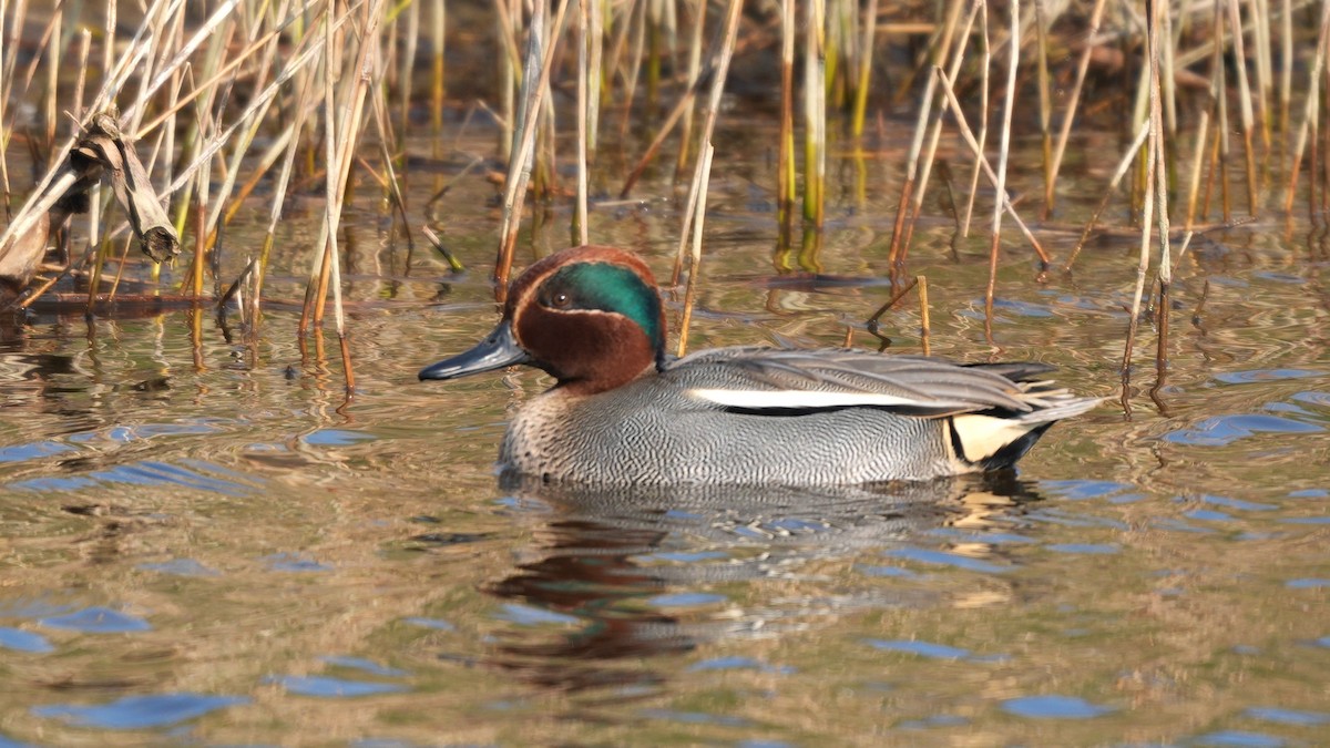 Чирянка мала (підвид crecca) - ML652186962