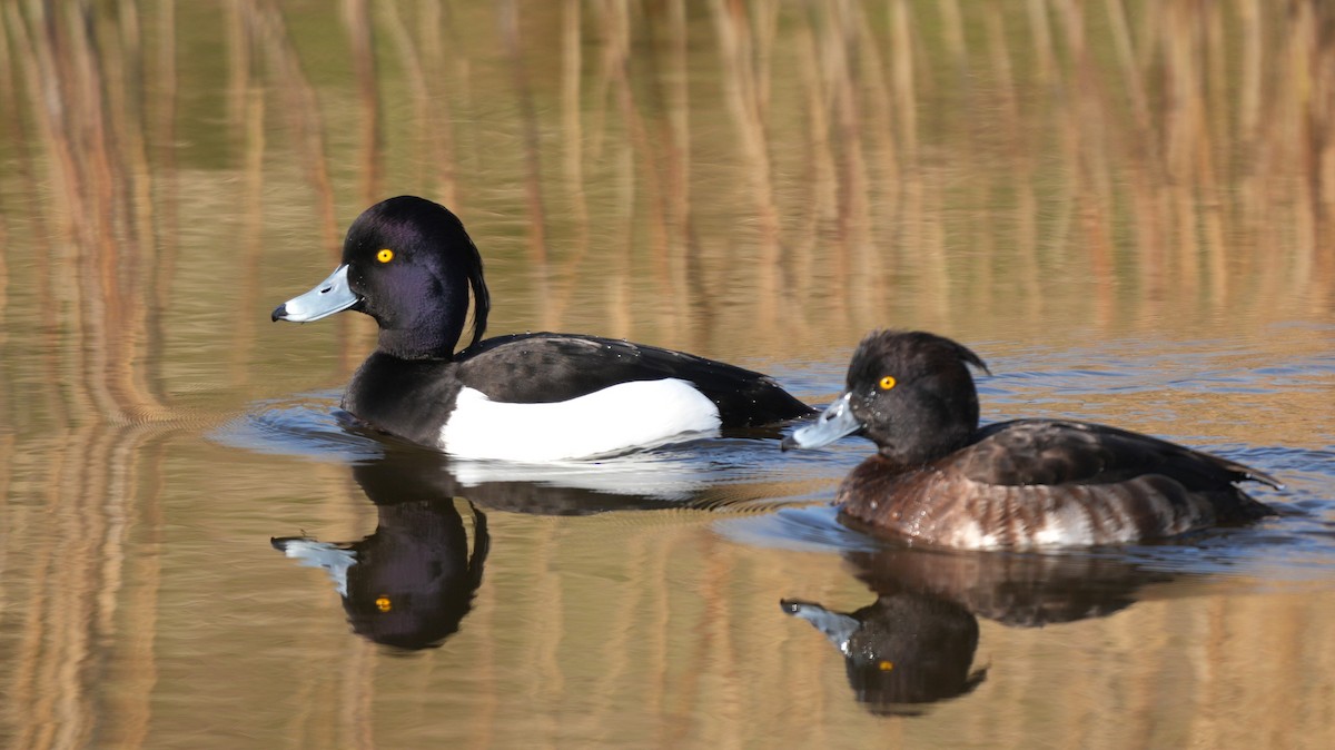 Чернь чубата - ML652186968