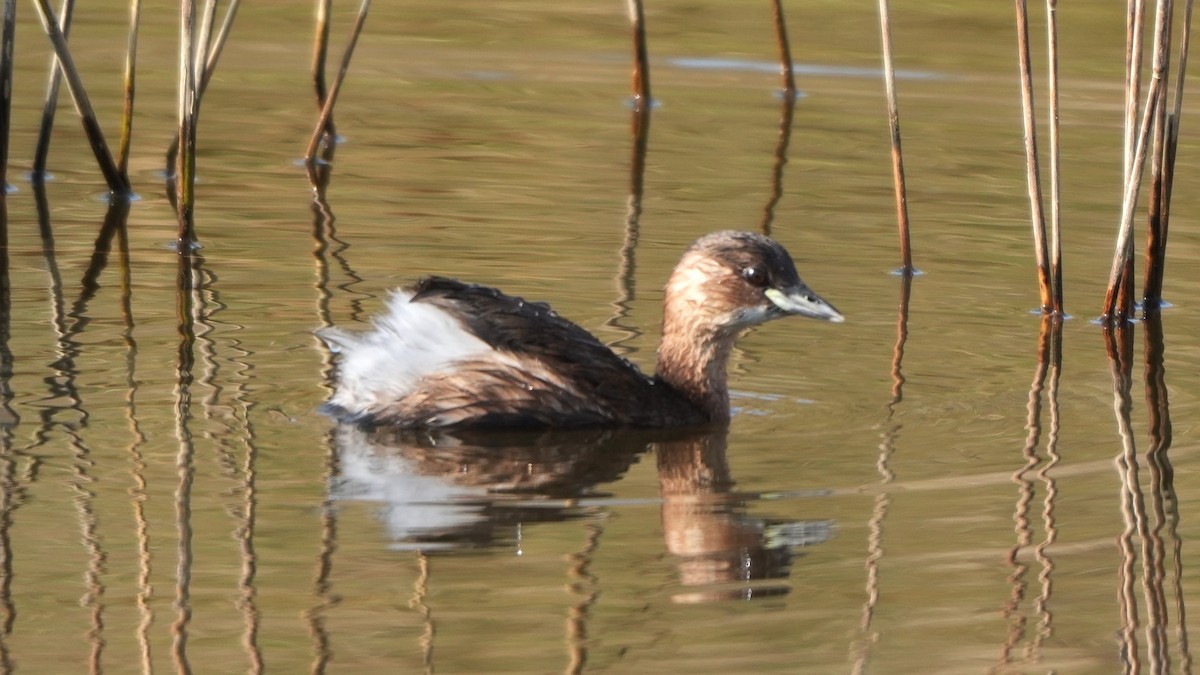 Пірникоза мала - ML652186972