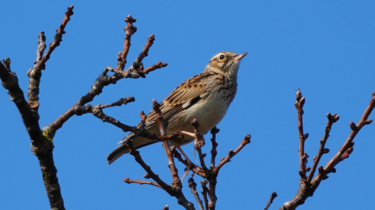 Жайворонок лісовий - ML652186982