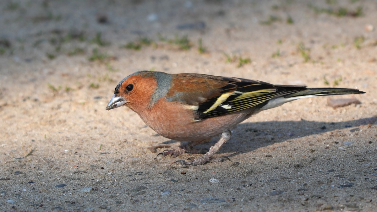 Зяблик звичайний - ML652186983