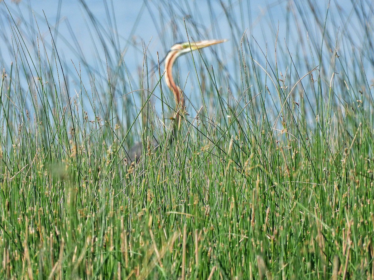 Зээрд дэглий - ML652187069