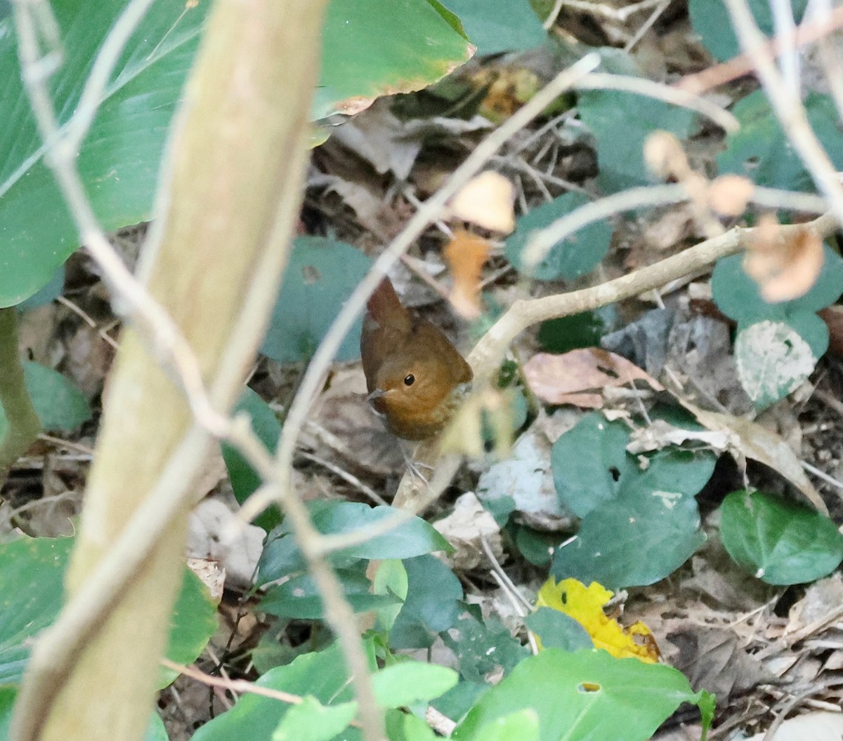 Izu Robin - ML652187232