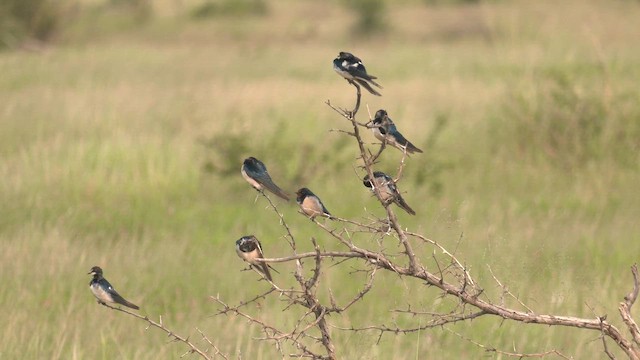 Асрын хараацай - ML652187275