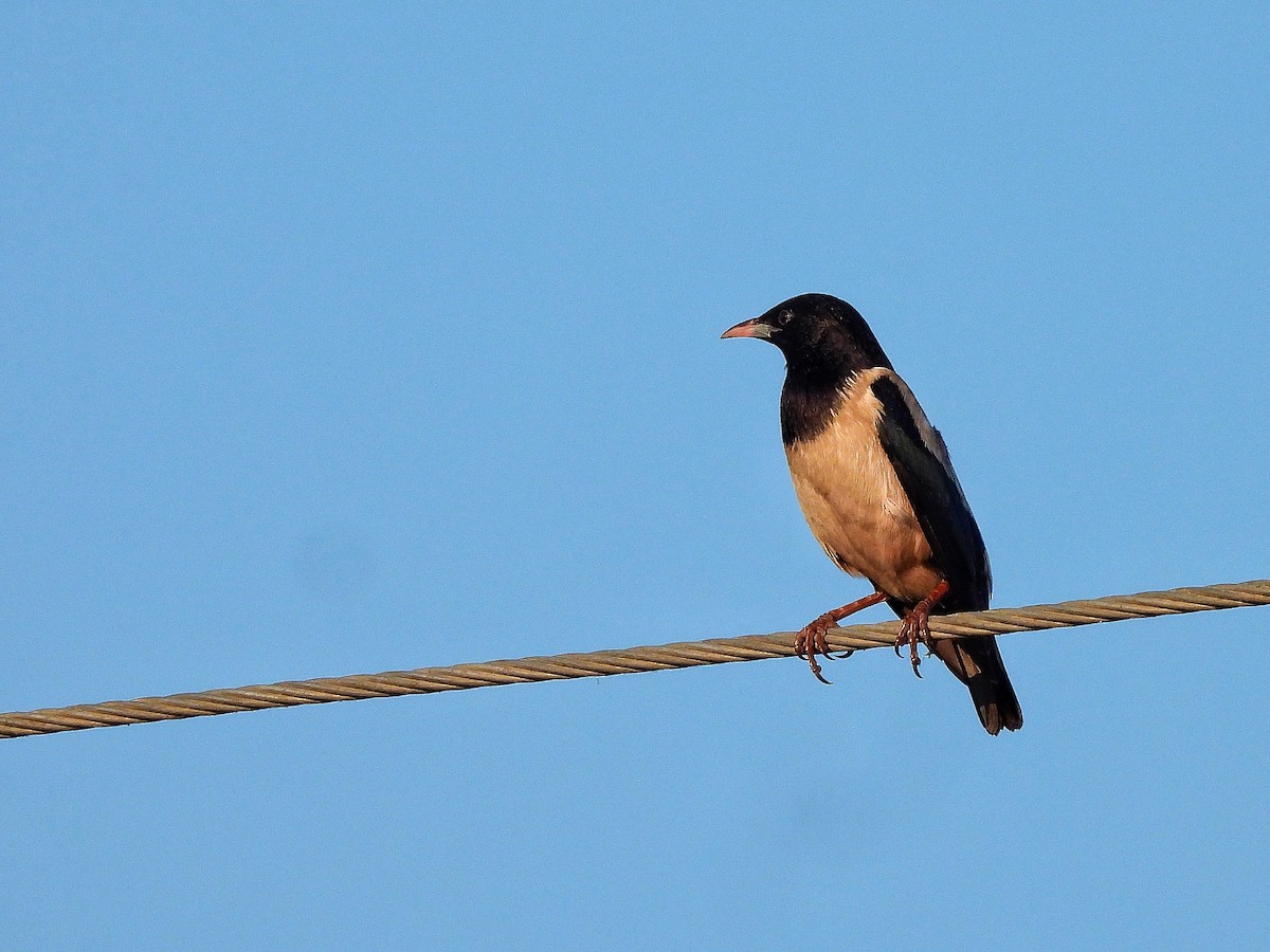 Ягаан тодол - ML652187300