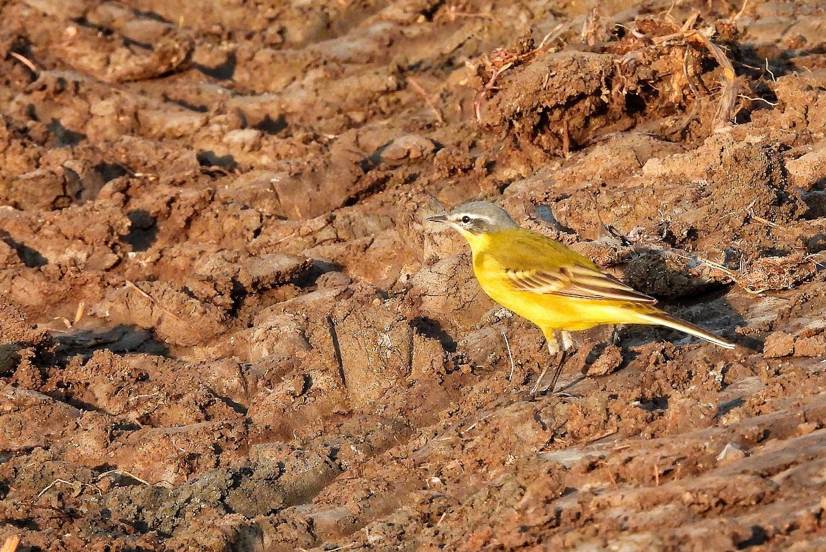 Өрнийн шар цэгцгий - ML652187333