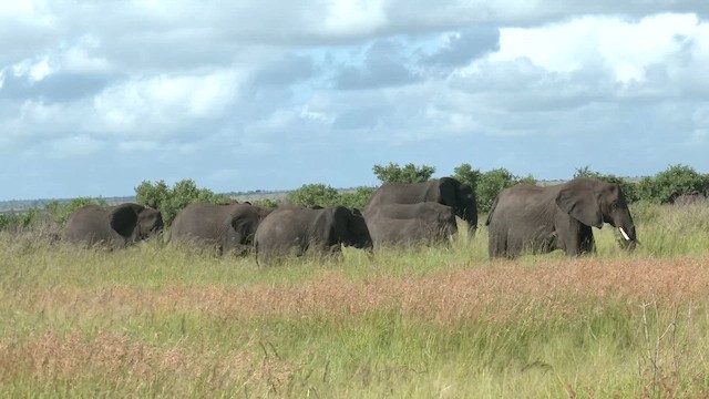 African Savanna Elephant - ML652187385