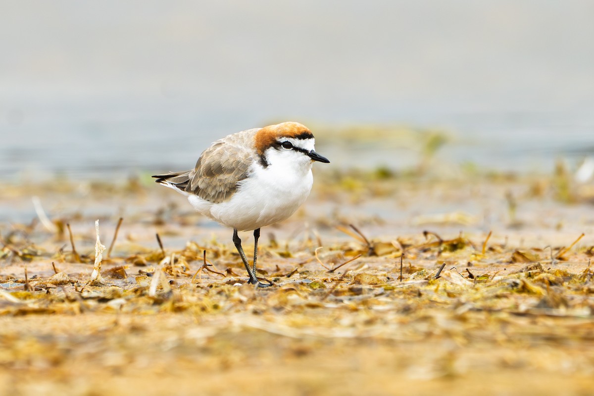 Chorlitejo Capirrojo - ML652187397