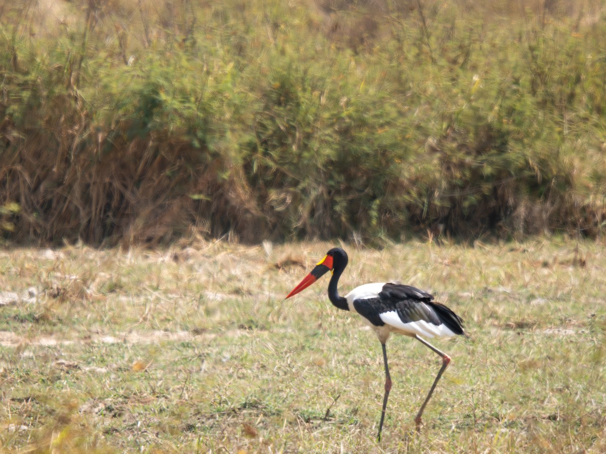 クラハシコウ - ML652187436