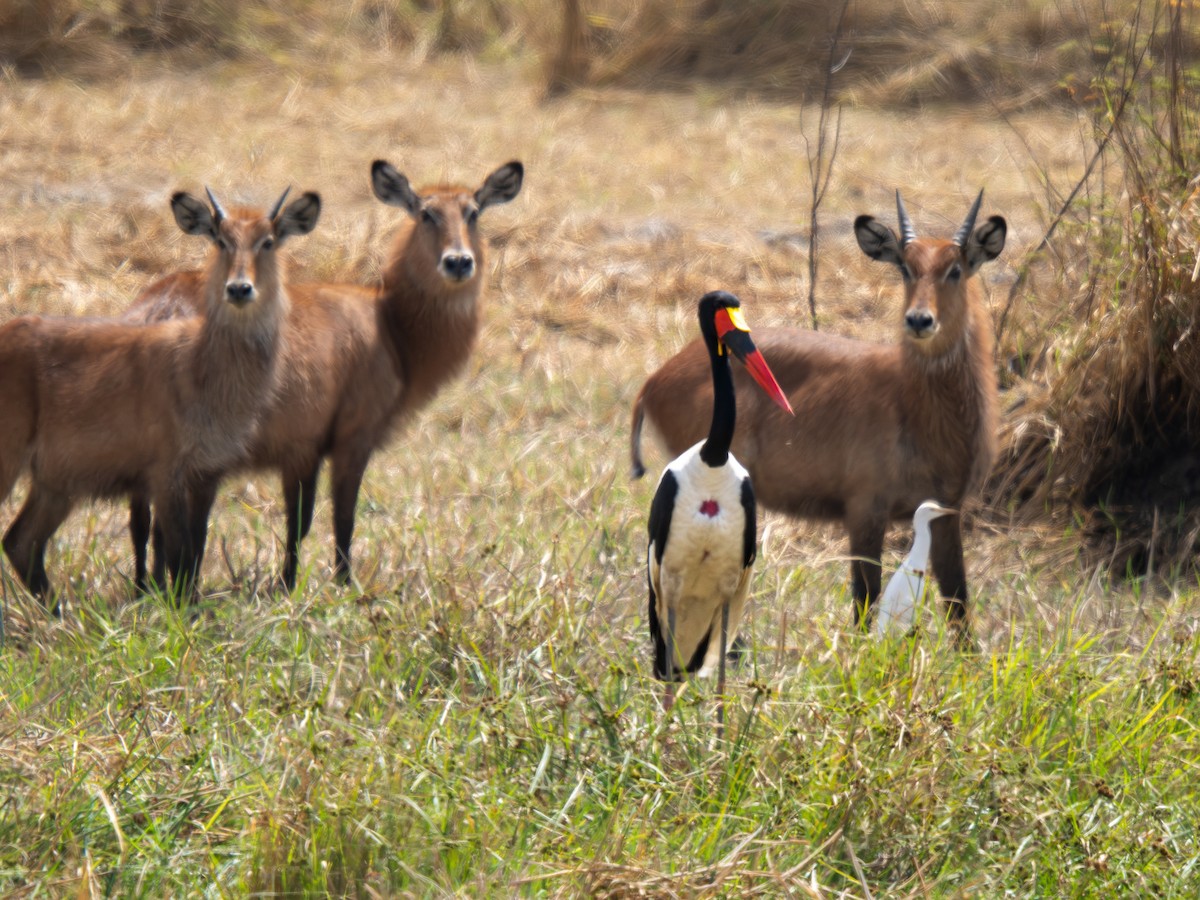 クラハシコウ - ML652187437