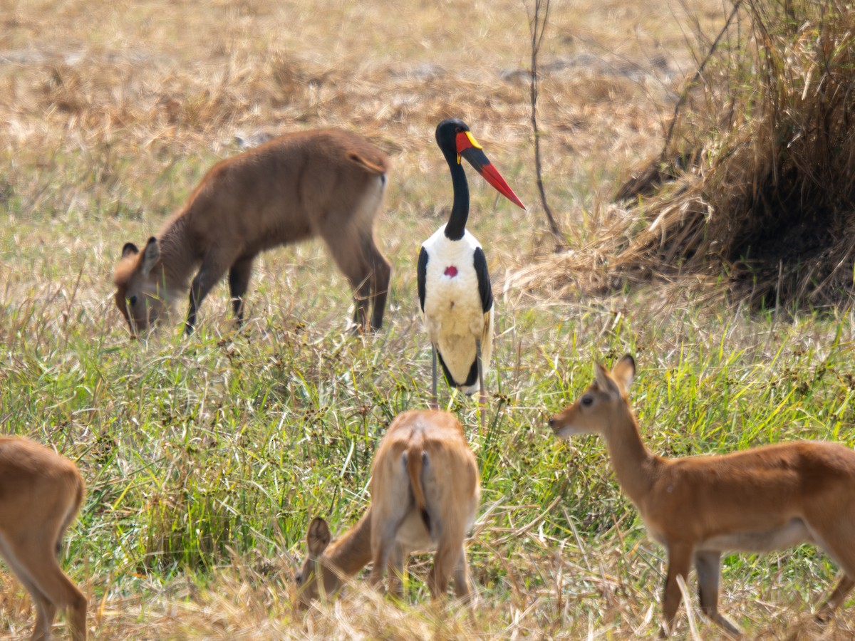 クラハシコウ - ML652187438