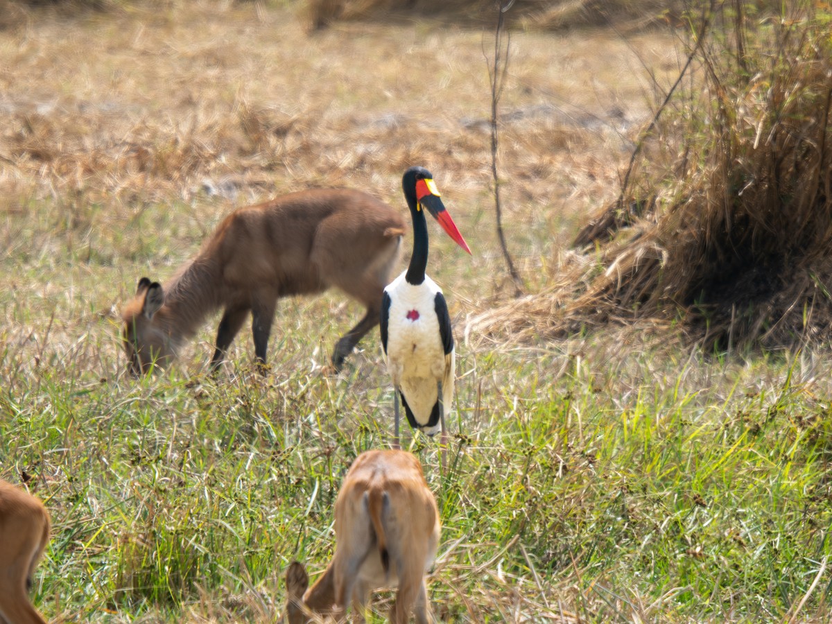 クラハシコウ - ML652187440