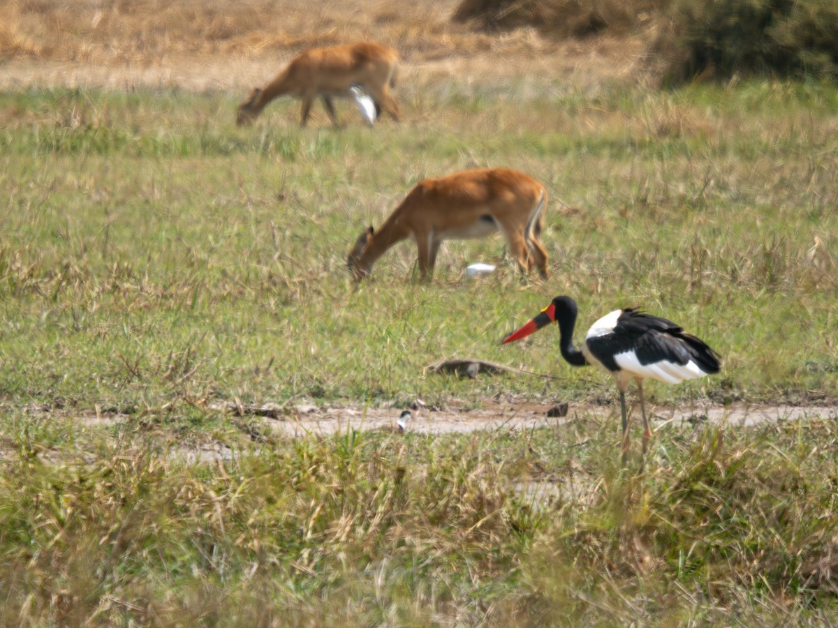 クラハシコウ - ML652187441