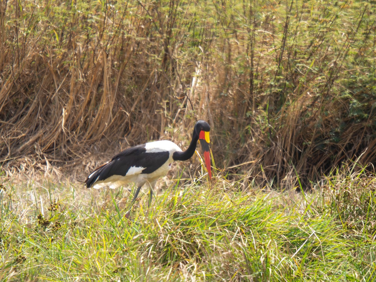 クラハシコウ - ML652187442