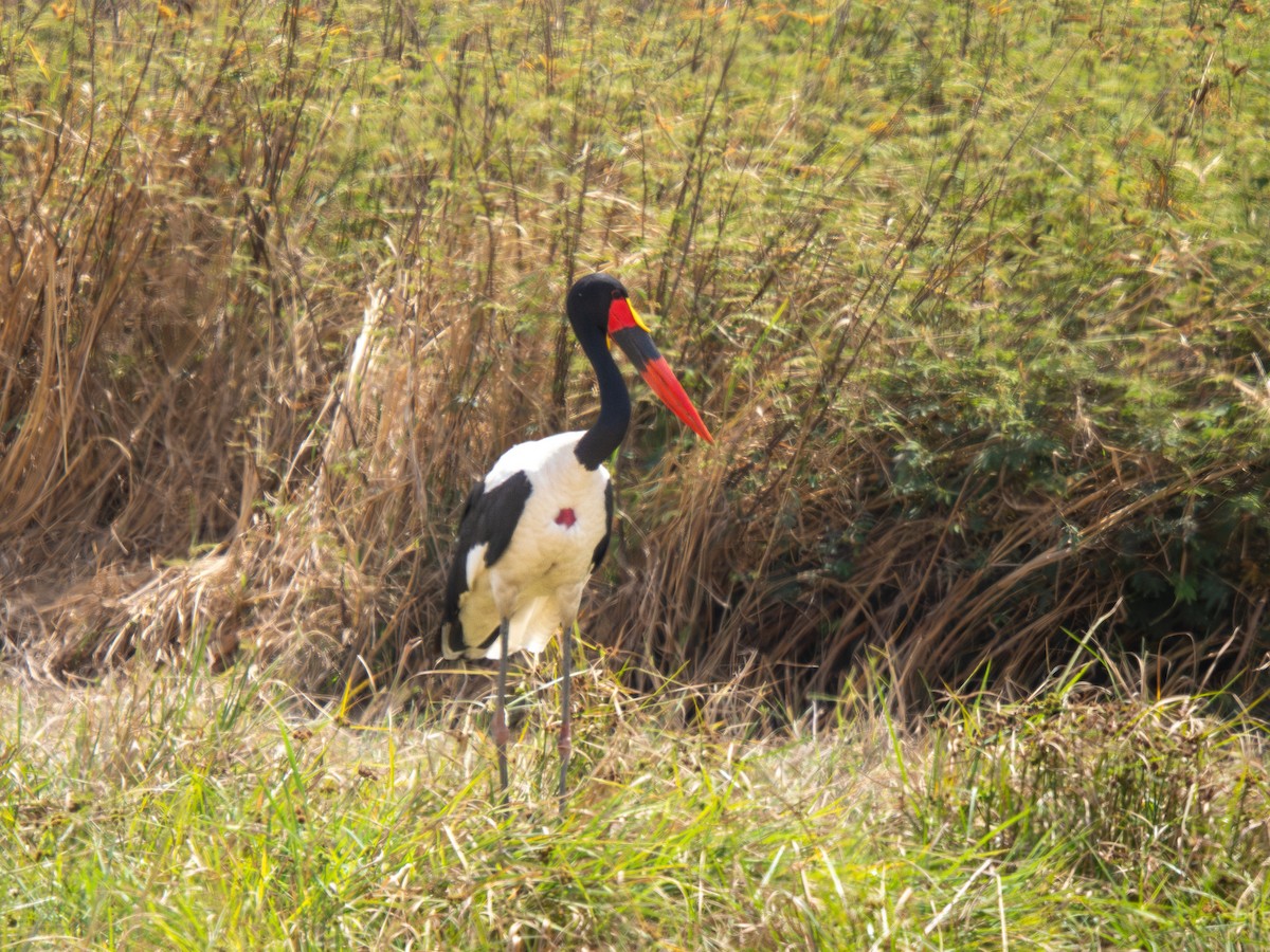 クラハシコウ - ML652187443