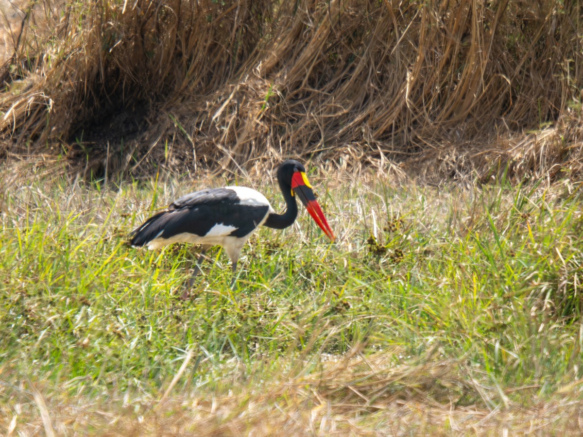 クラハシコウ - ML652187444