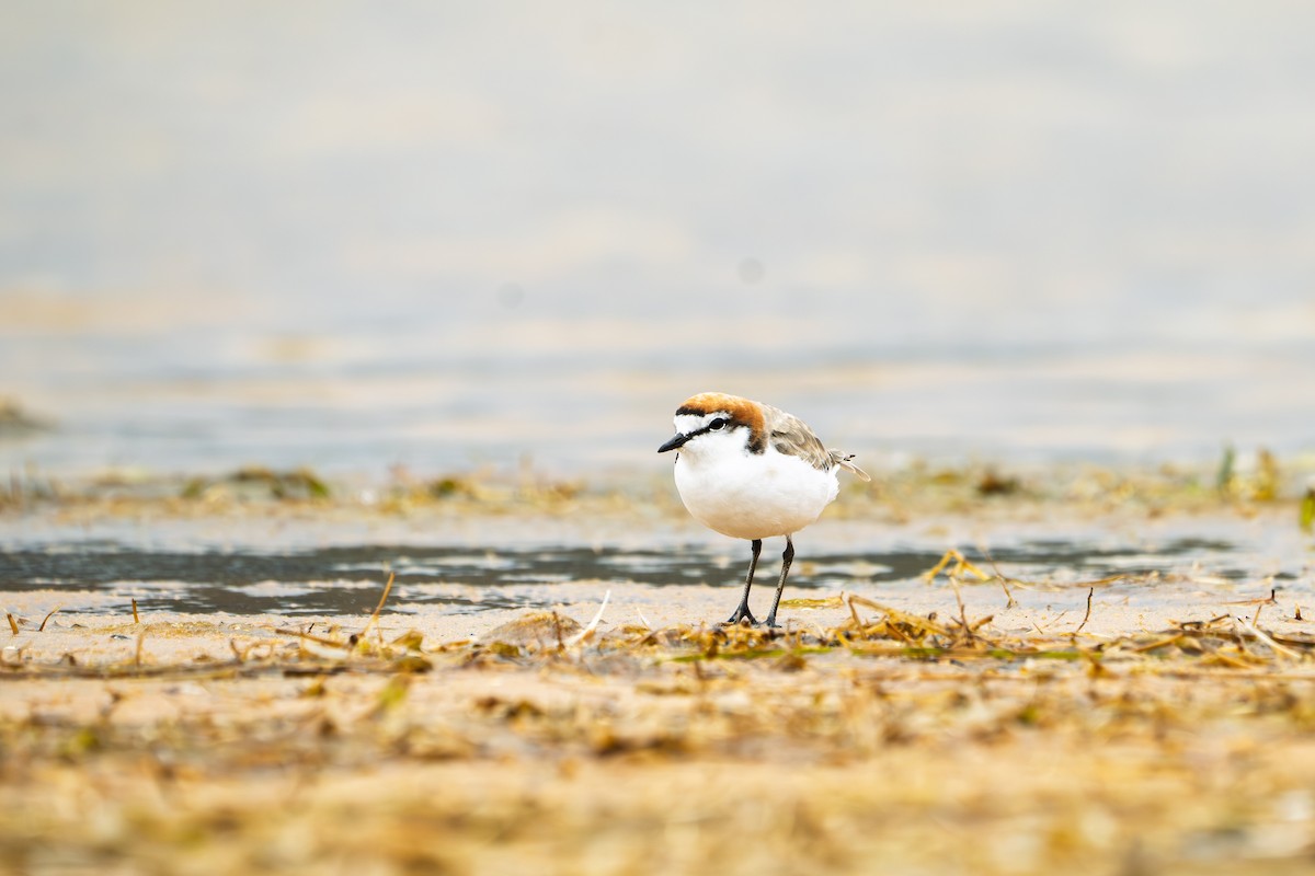 Chorlitejo Capirrojo - ML652187452