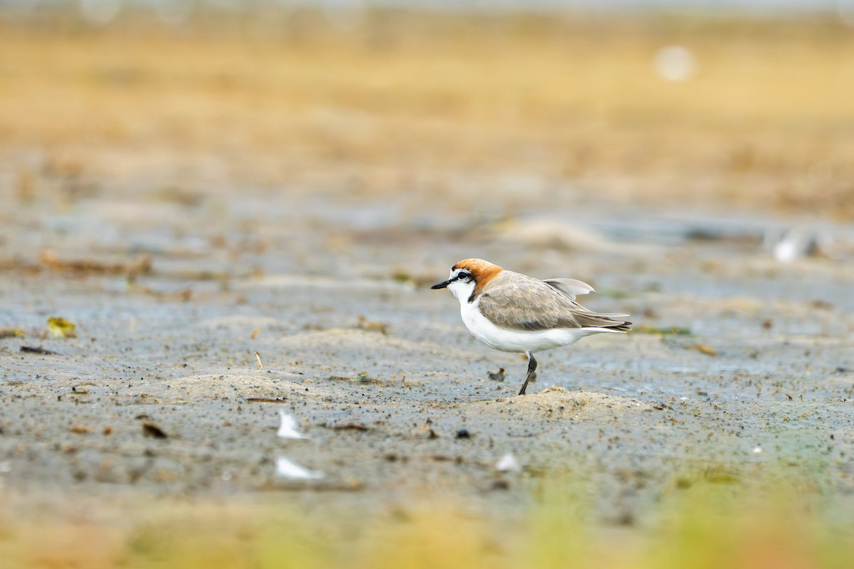 Chorlitejo Capirrojo - ML652187514