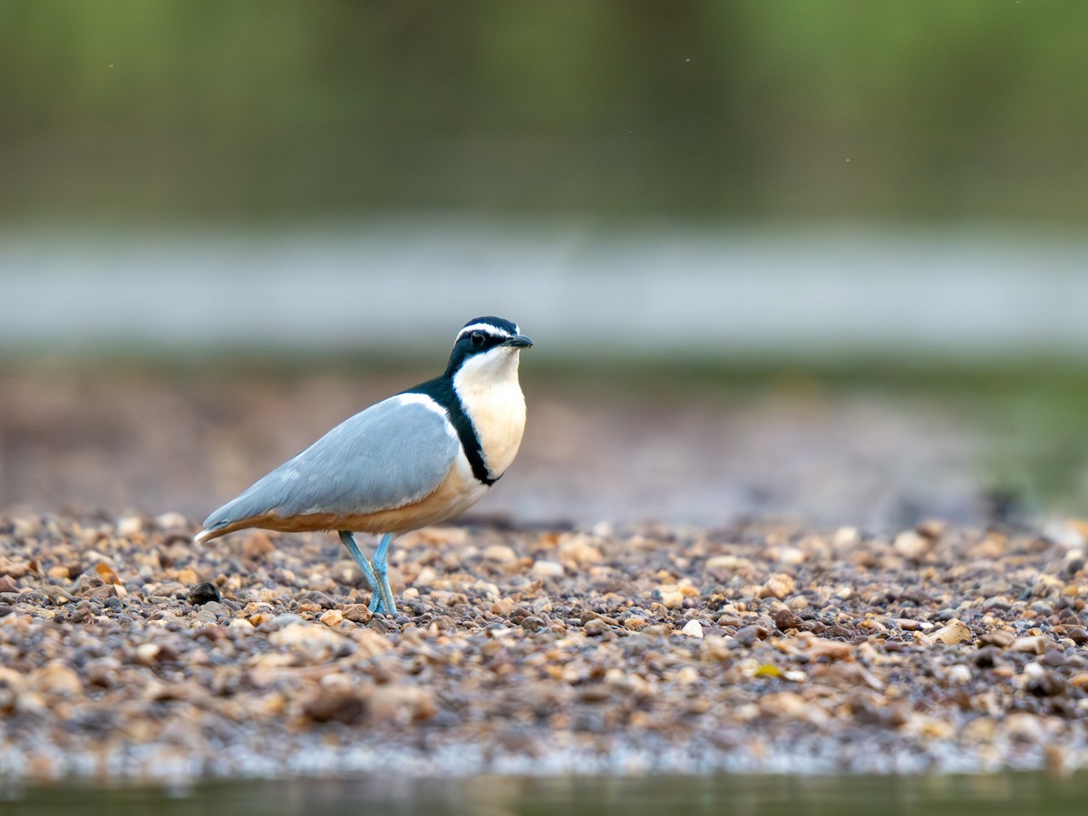 Крокодилов сторож - ML652187554