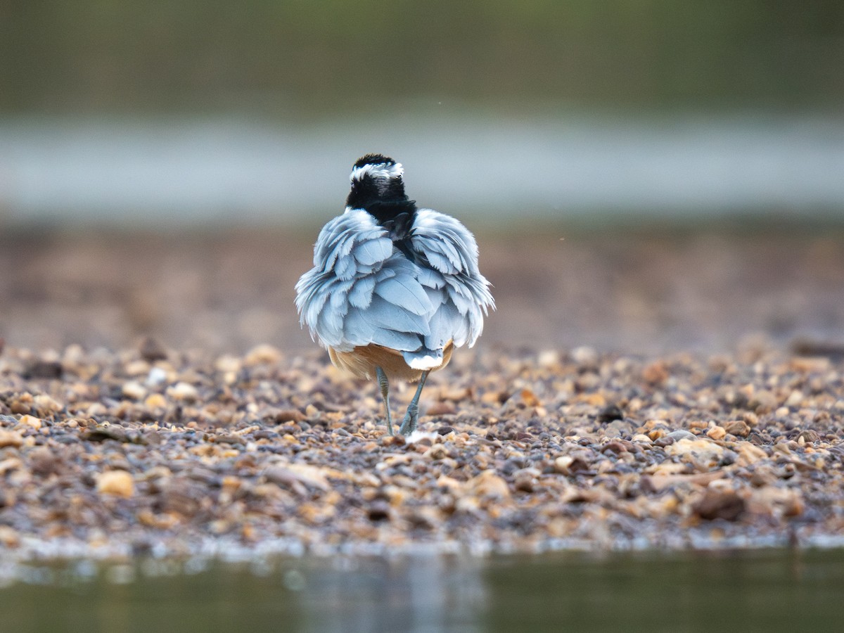 Крокодилов сторож - ML652187555