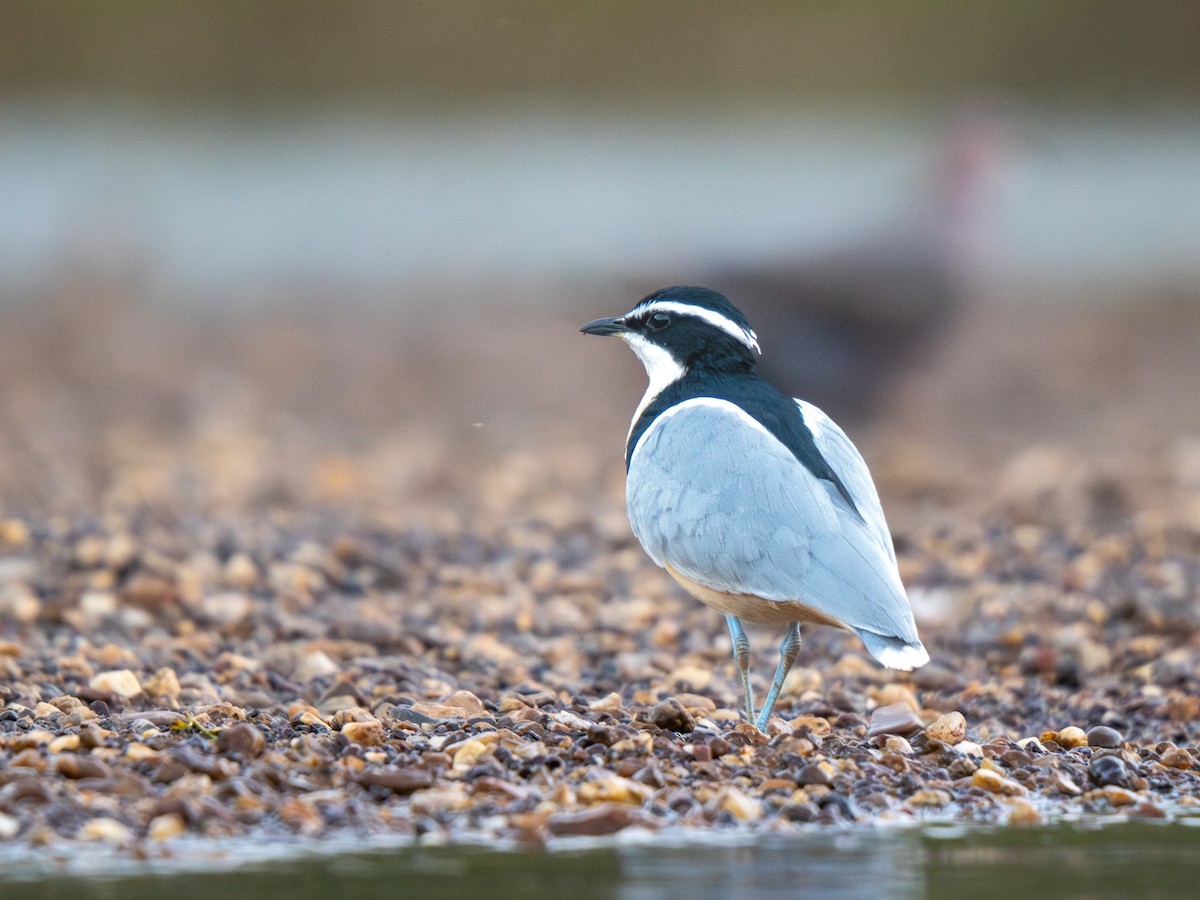 Крокодилов сторож - ML652187557