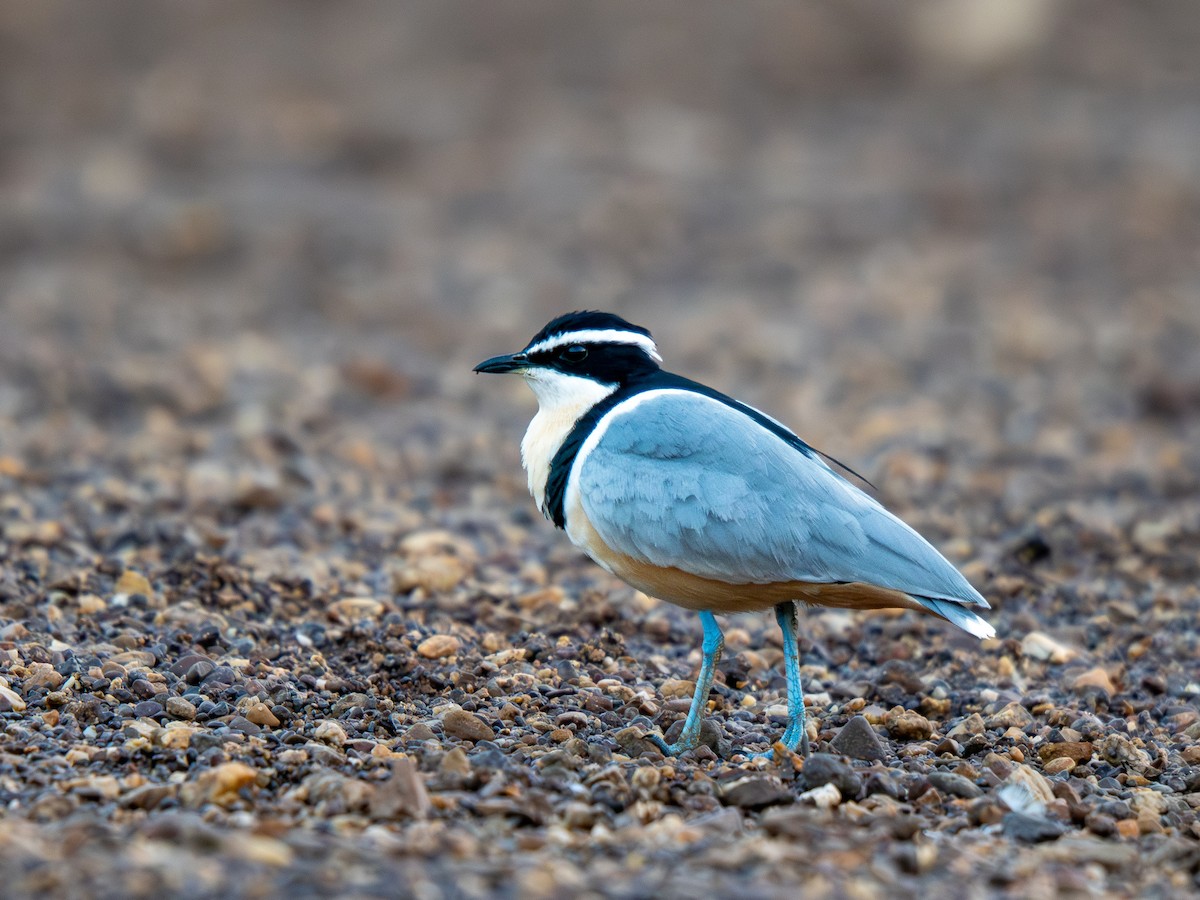 Крокодилов сторож - ML652187558