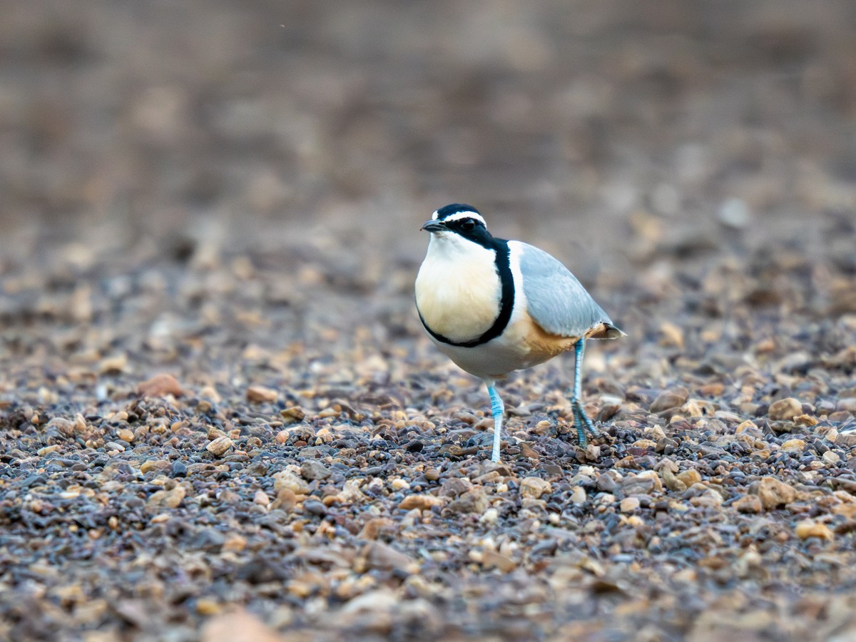 Крокодилов сторож - ML652187560