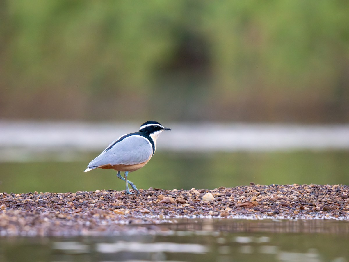 Крокодилов сторож - ML652187561