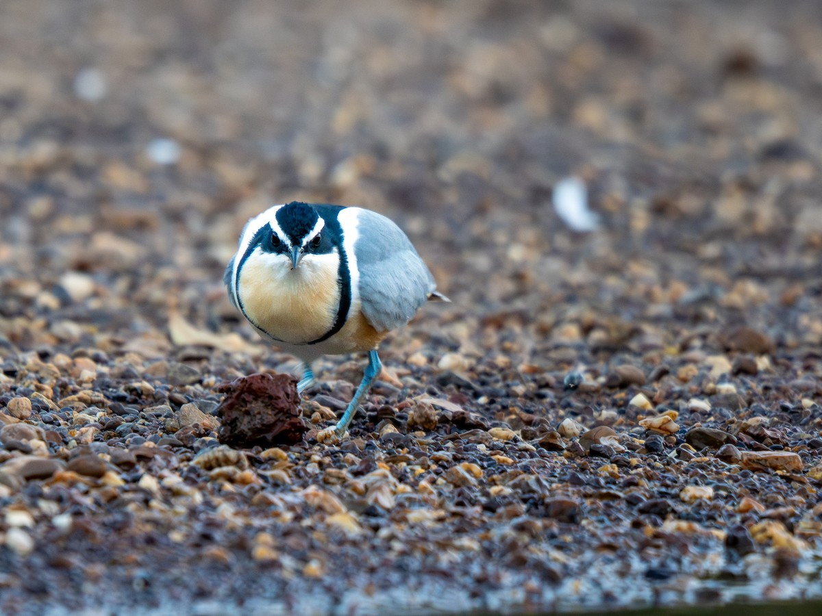 Крокодилов сторож - ML652187562
