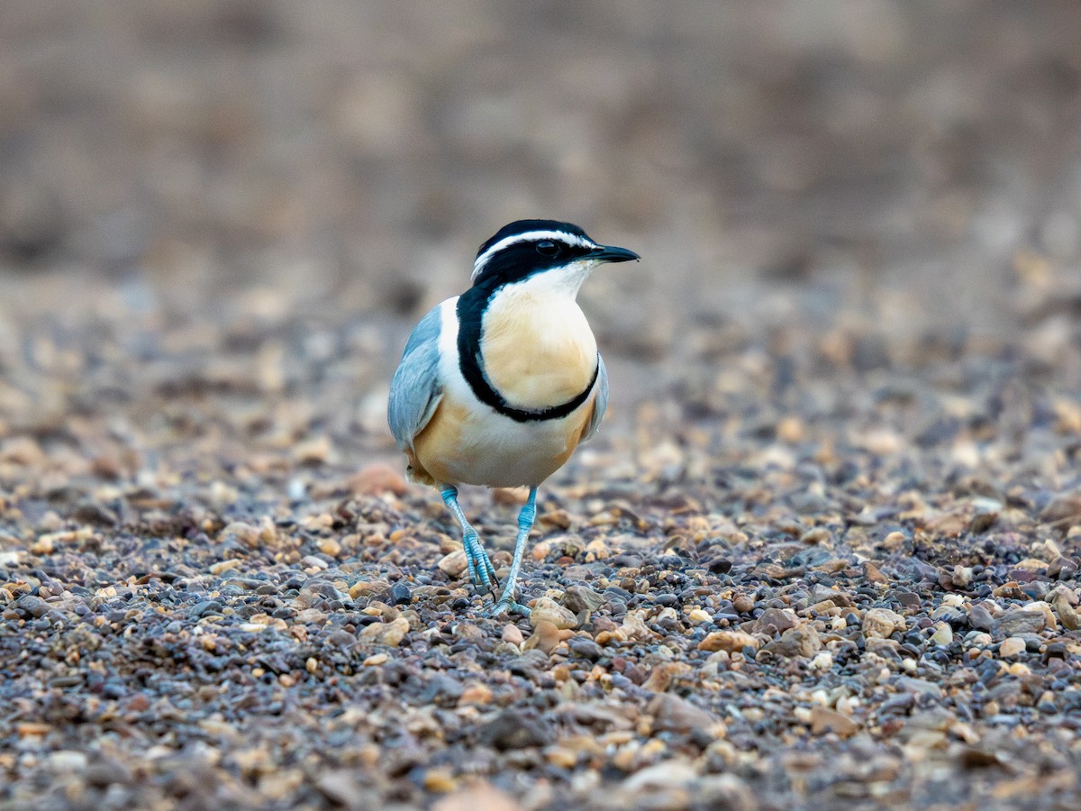 Крокодилов сторож - ML652187563