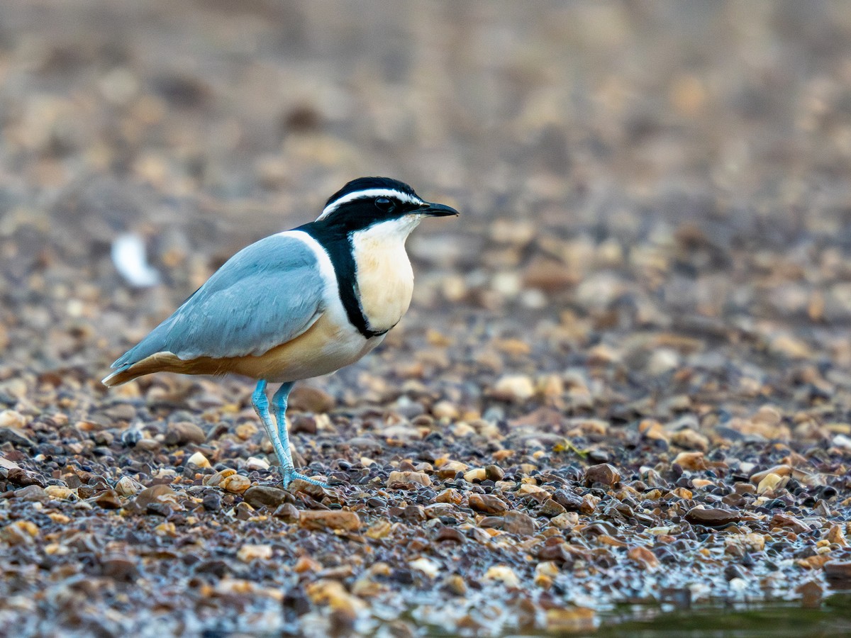 Крокодилов сторож - ML652187564