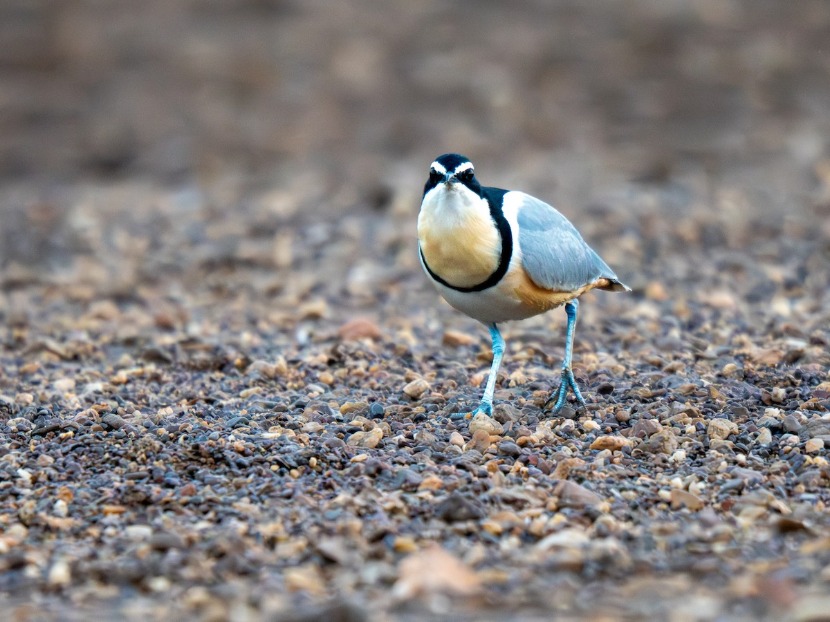Крокодилов сторож - ML652187565