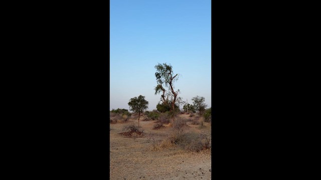 Sind Woodpecker - ML652187576