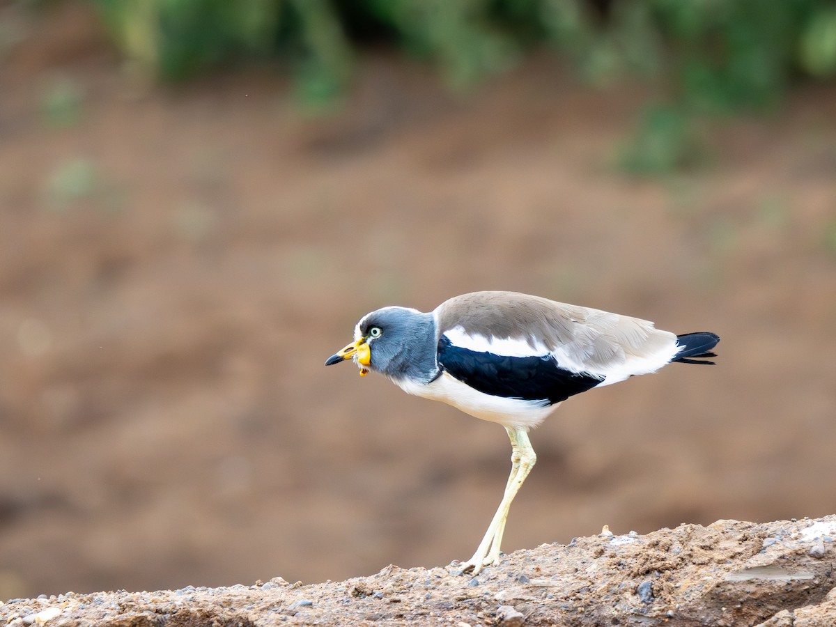 Белоголовый чибис - ML652187577