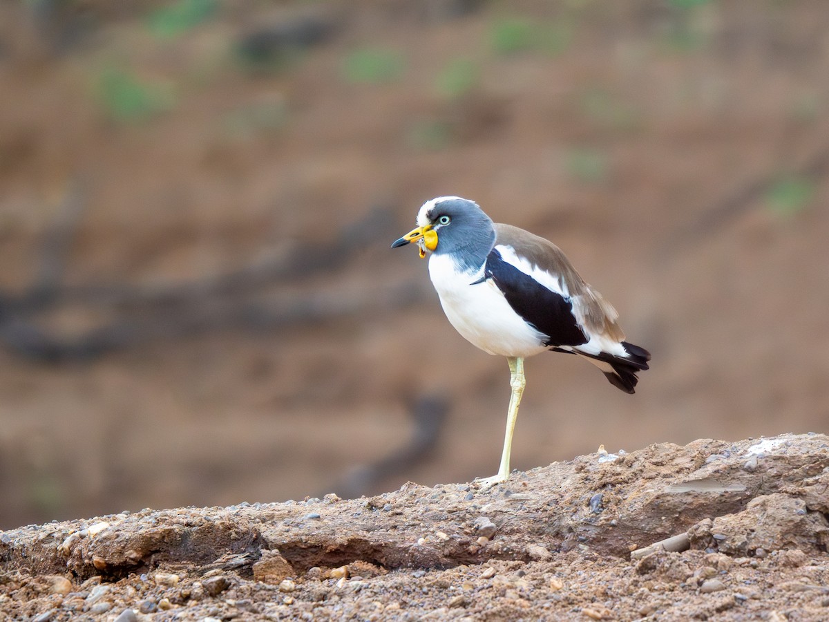 Белоголовый чибис - ML652187578