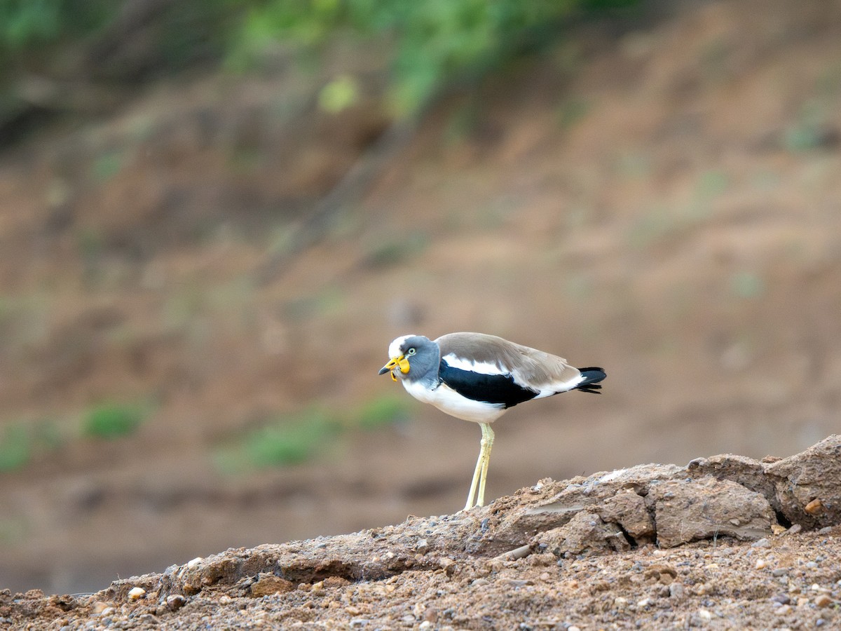 Белоголовый чибис - ML652187579