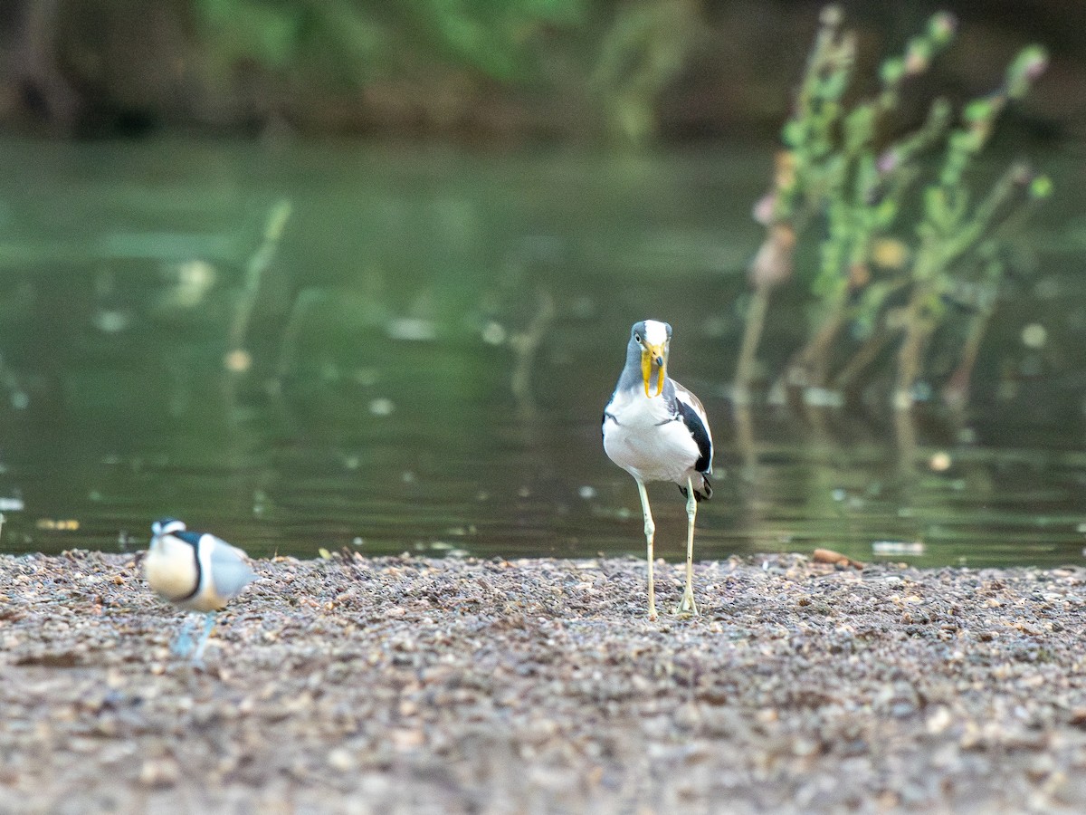 Белоголовый чибис - ML652187580