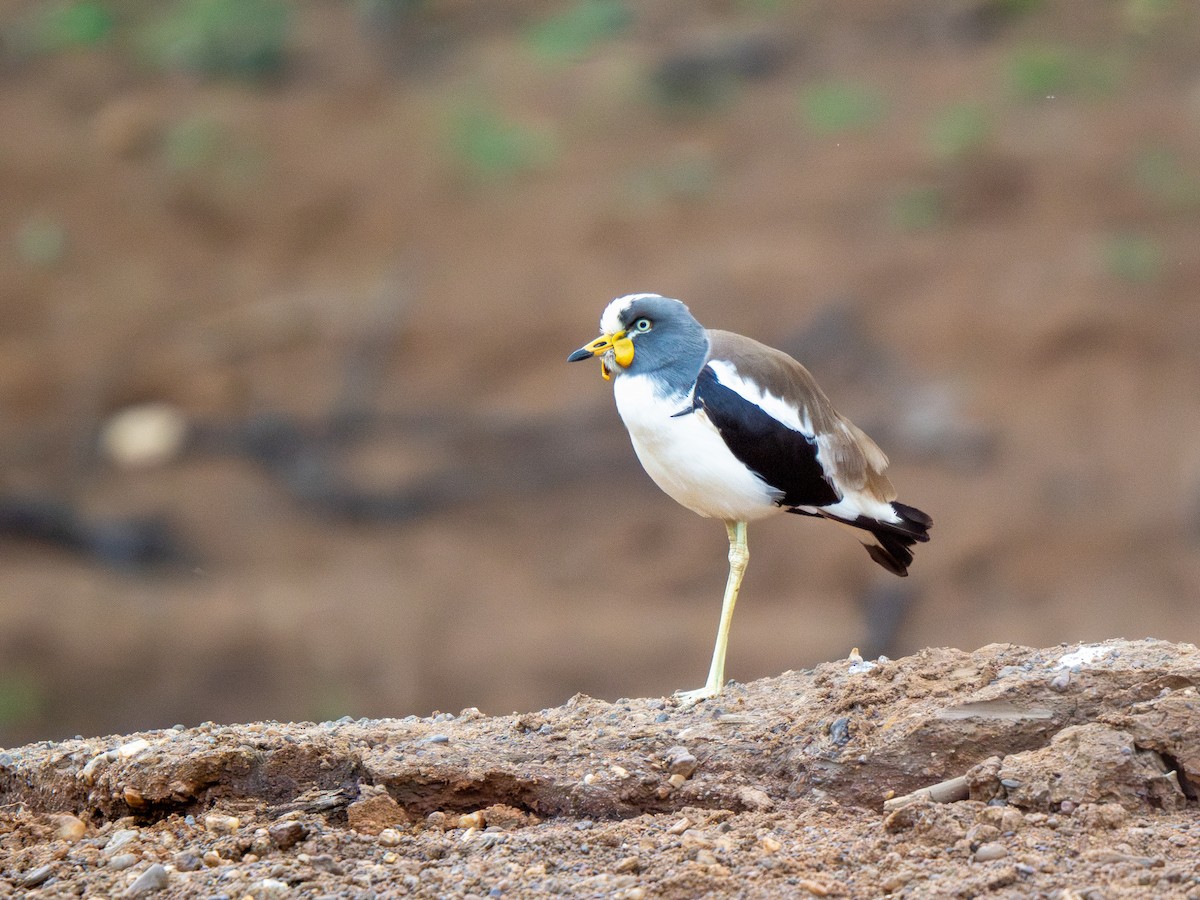 Белоголовый чибис - ML652187581